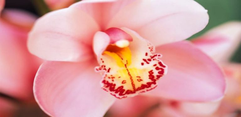Claves para favorecer la intimidad sexual tras el cáncer de mama